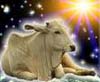 British Hindus protest mercy killing of cow